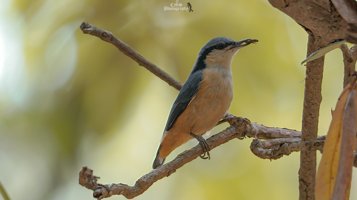 nuthatch sp. - Chander M.S.Bisht