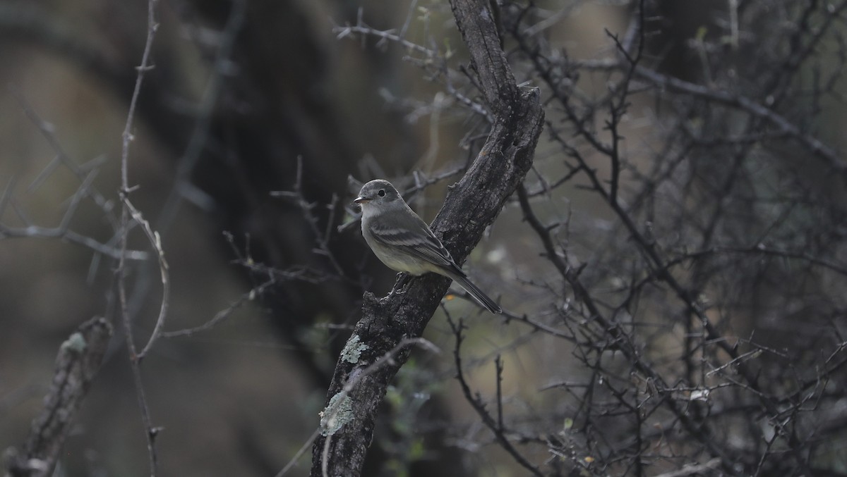 Gray Flycatcher - ML615487037