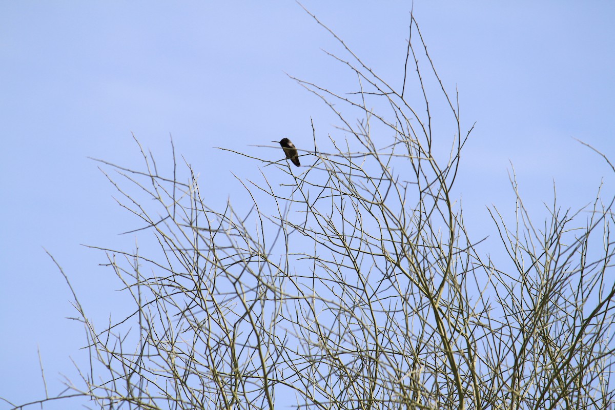 Costa's Hummingbird - ML615487050