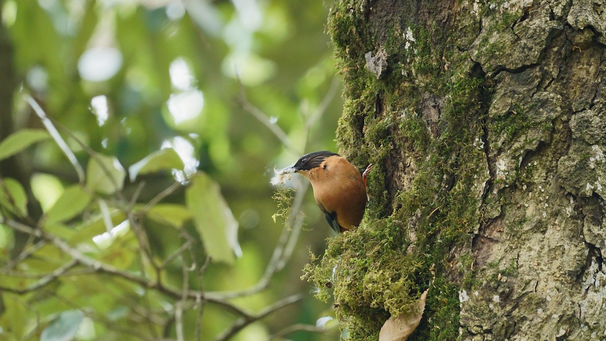 nuthatch sp. - Chander M.S.Bisht