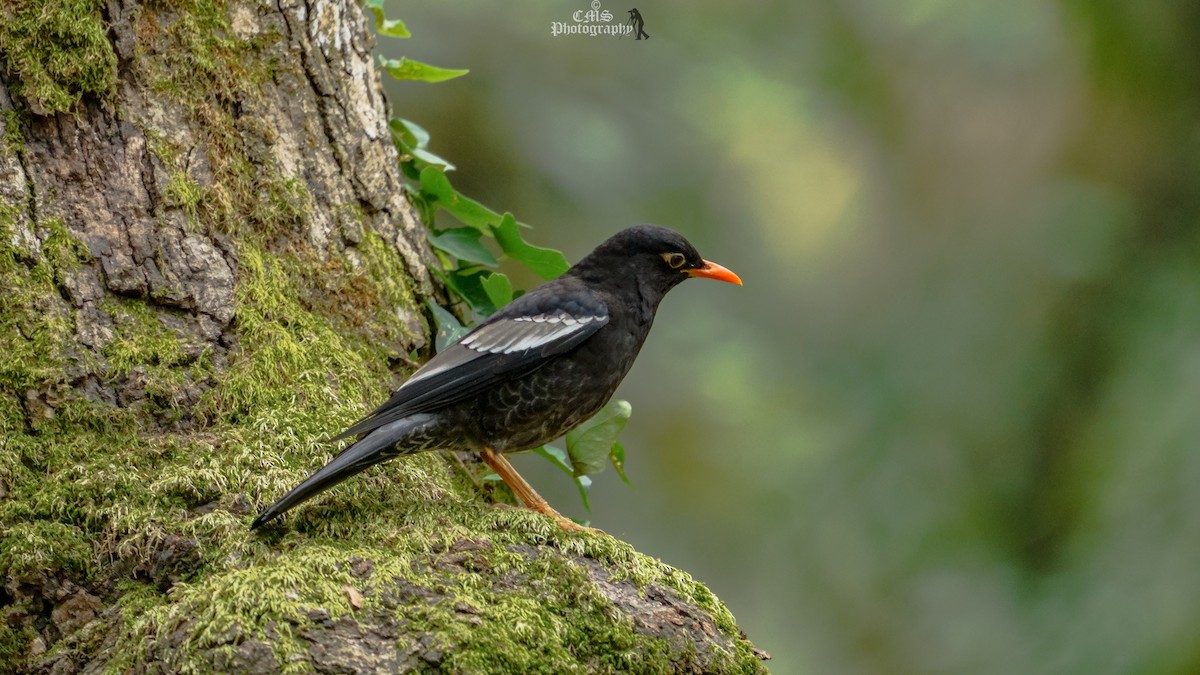 Gray-winged Blackbird - ML615487058