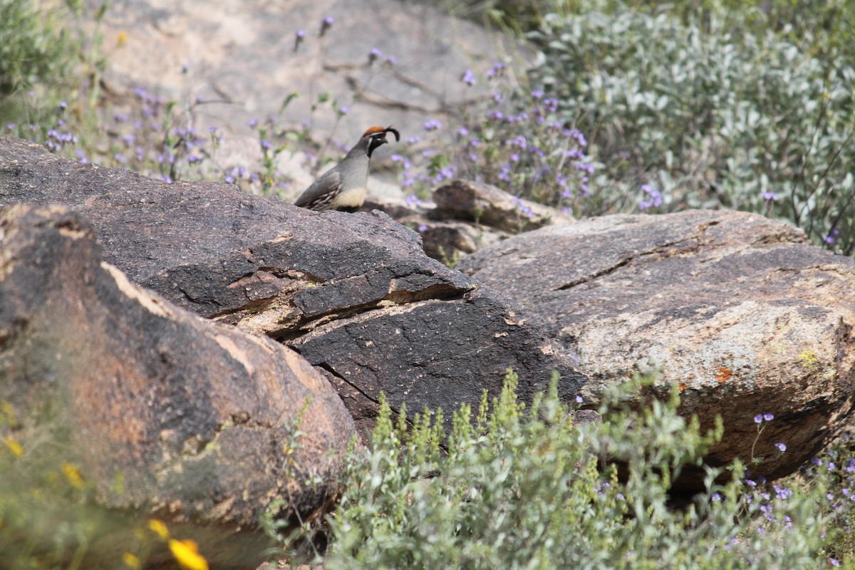 Gambel's Quail - ML615487068