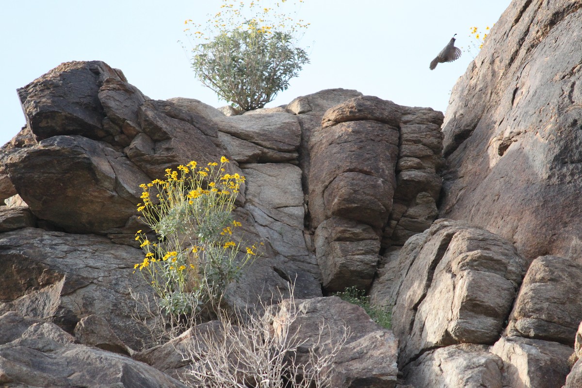 Gambel's Quail - ML615487071