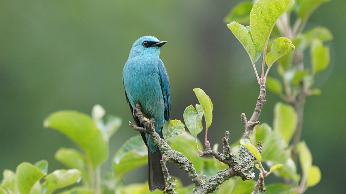 Verditer Flycatcher - ML615487079