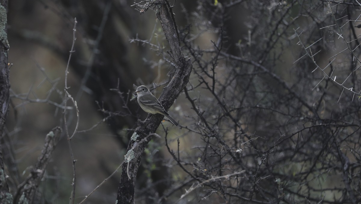 Gray Flycatcher - ML615487097