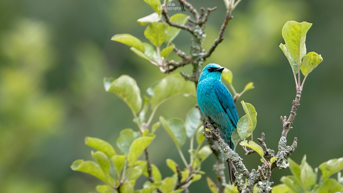 Verditer Flycatcher - ML615487103