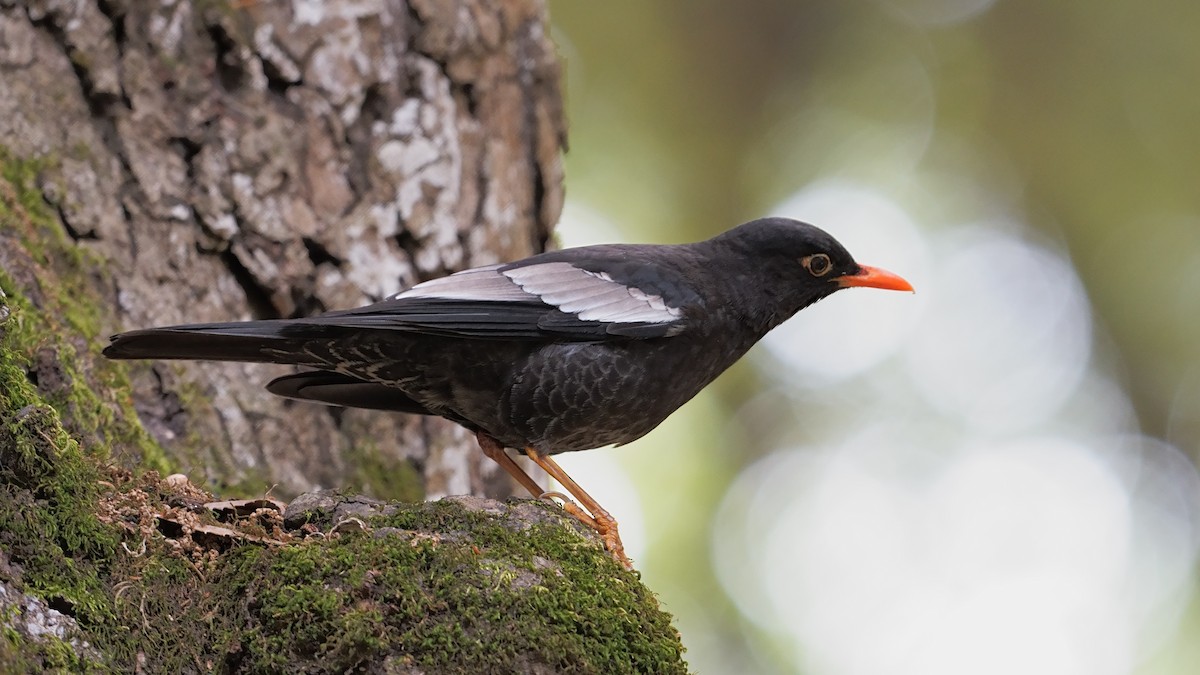 Gray-winged Blackbird - ML615487105