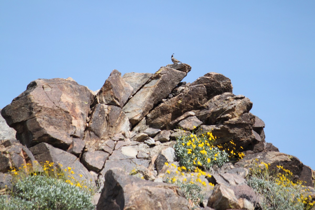 Gambel's Quail - ML615487107