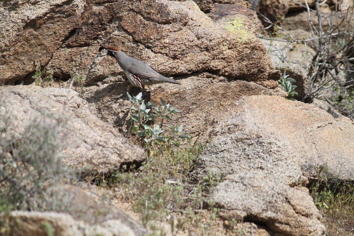 Gambel's Quail - ML615487111