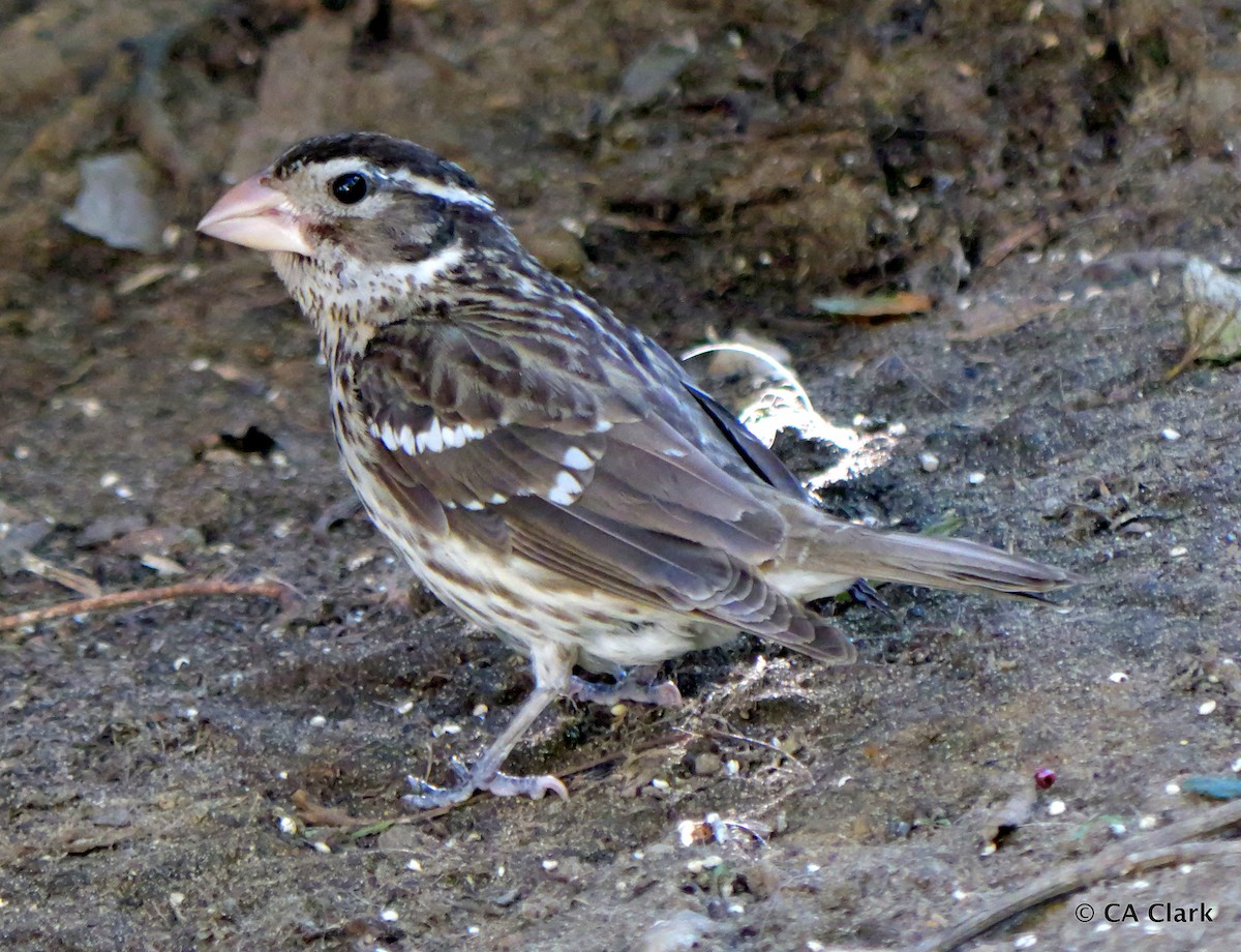 Rose-breasted Grosbeak - CA Clark