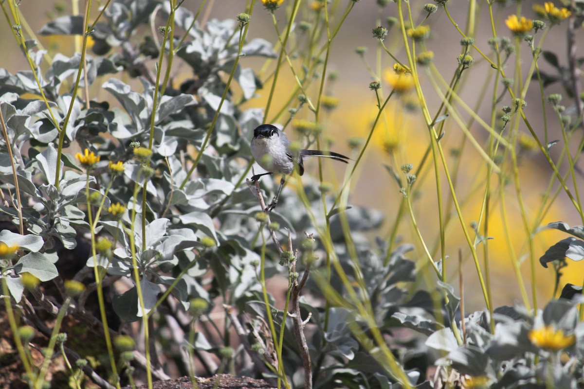 Black-tailed Gnatcatcher - ML615487123