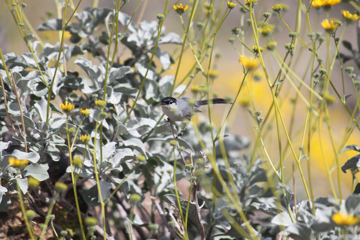 Black-tailed Gnatcatcher - ML615487124