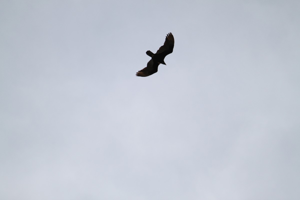 Turkey Vulture - ML615487126