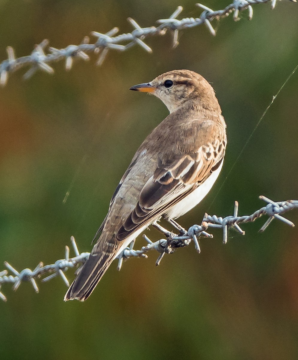 White-winged Triller - Russell Scott