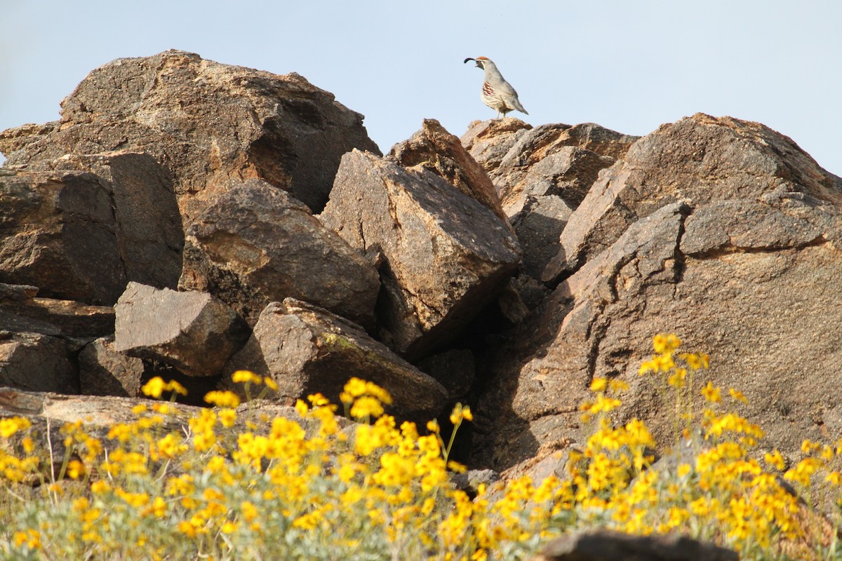 Gambel's Quail - ML615487142