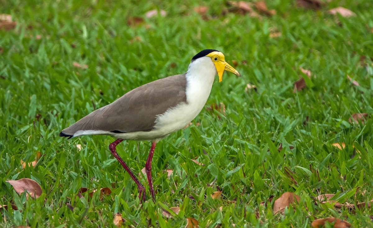 Masked Lapwing - ML615487158