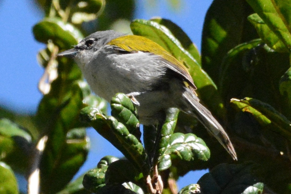 White-winged Warbler - Cathy Pasterczyk