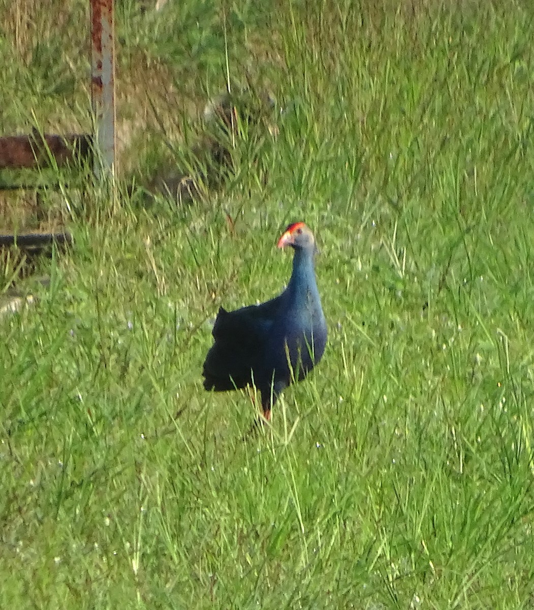 Gray-headed Swamphen - ML615487234