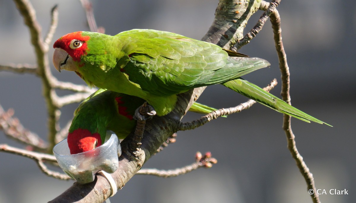 Red-masked Parakeet - ML615487274