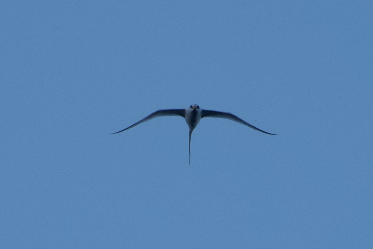 White-tailed Tropicbird - ML615487294