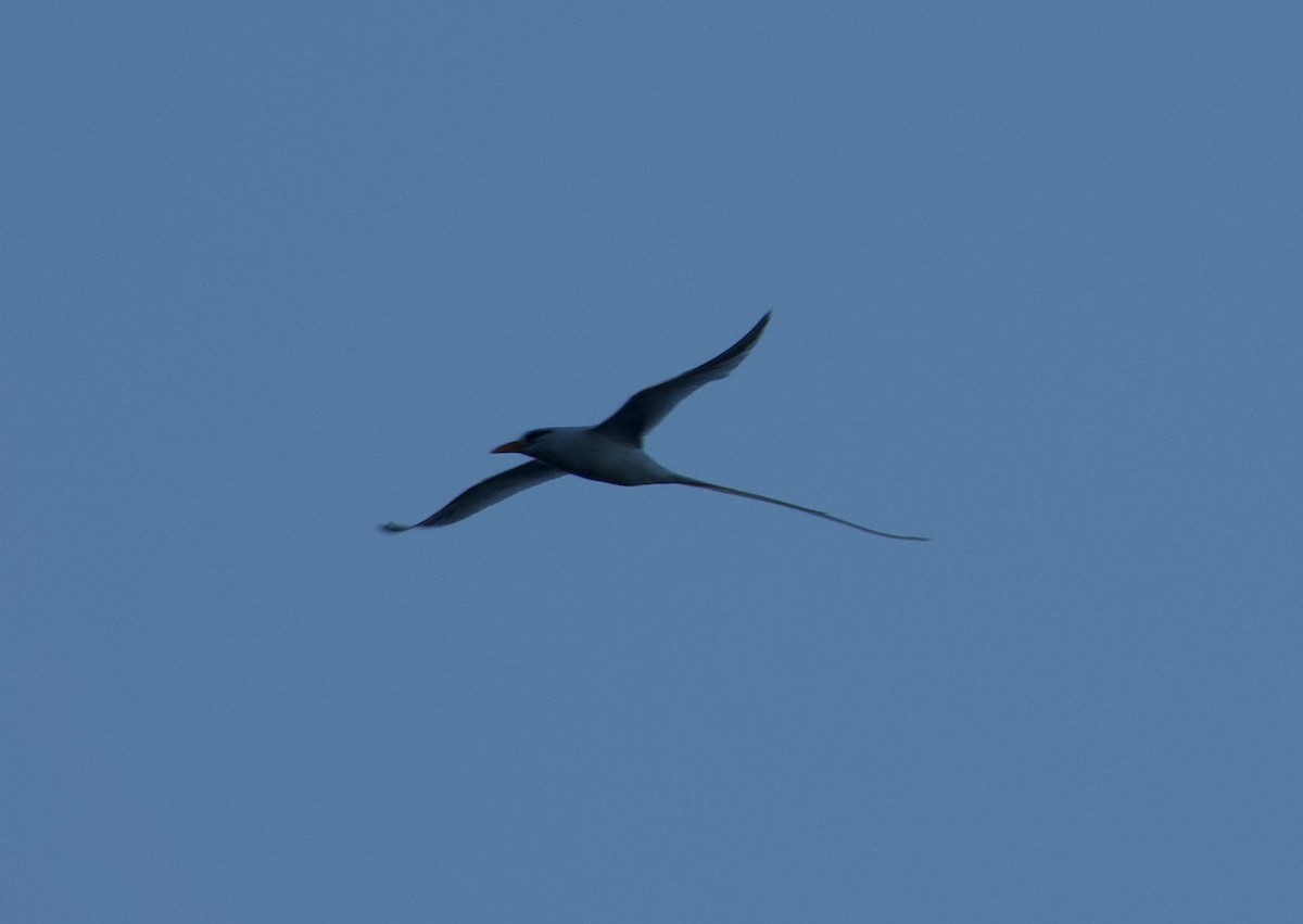 White-tailed Tropicbird - Frances Oliver