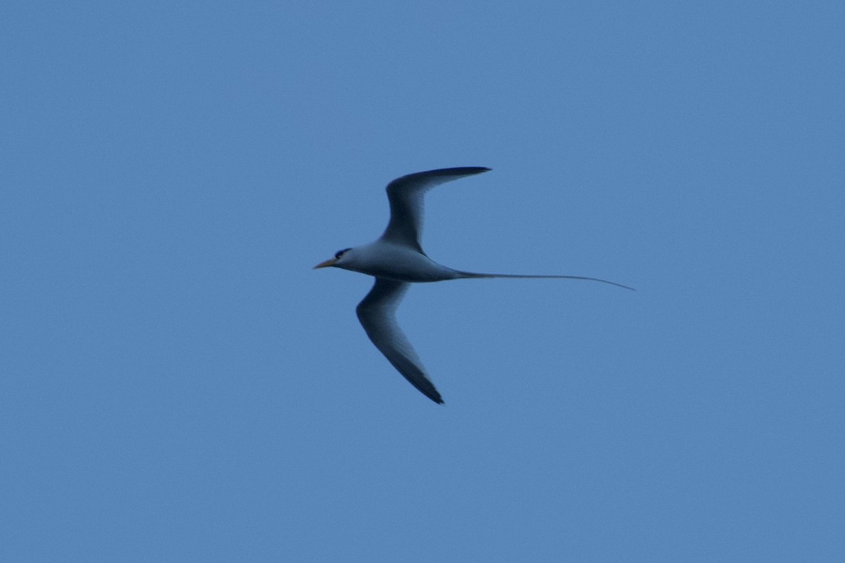 White-tailed Tropicbird - Frances Oliver