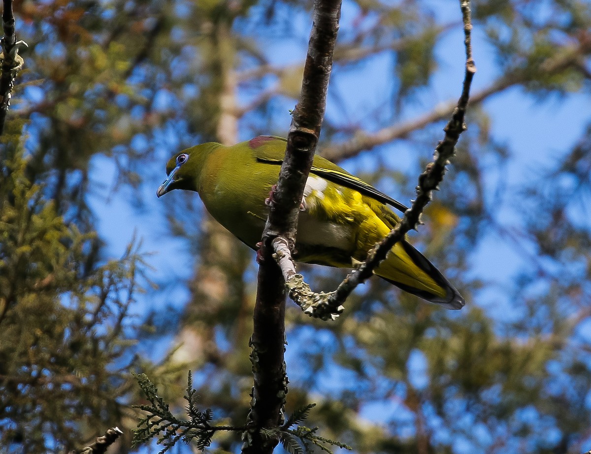 Yellow-vented Green-Pigeon - Neoh Hor Kee