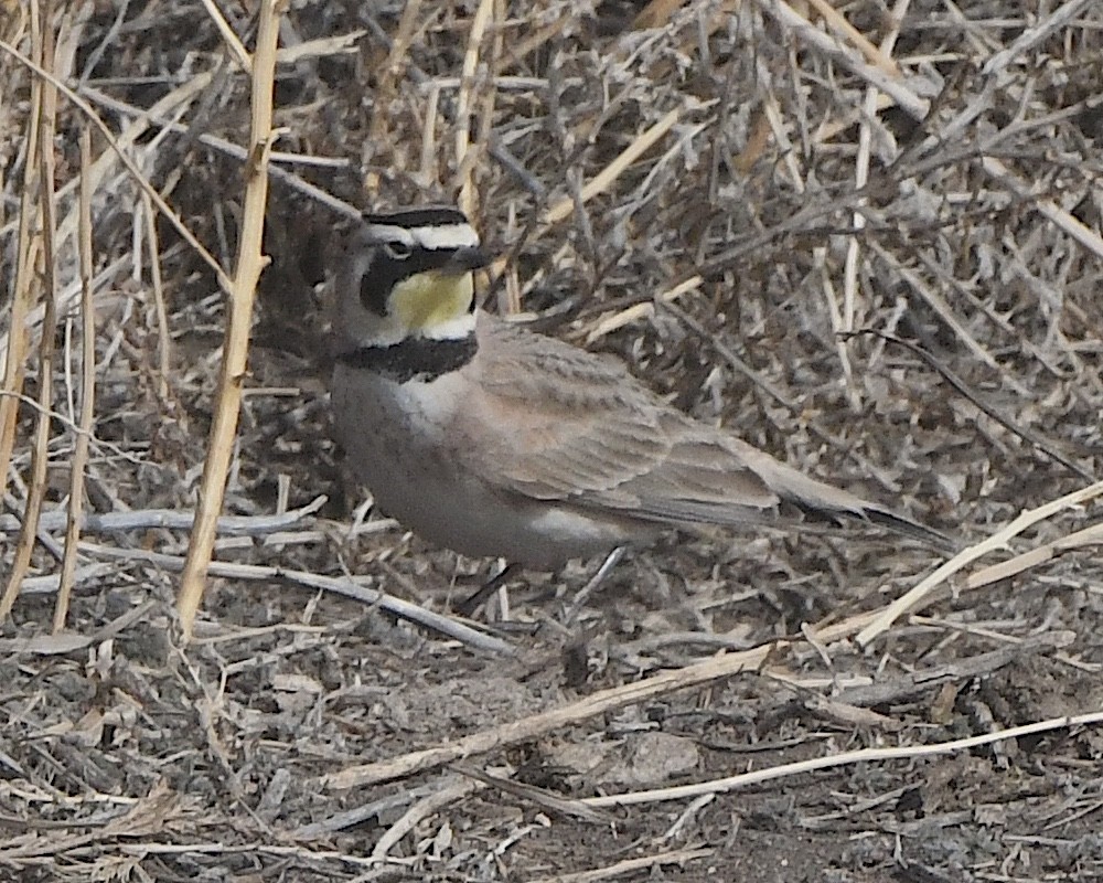 Horned Lark - ML615487322