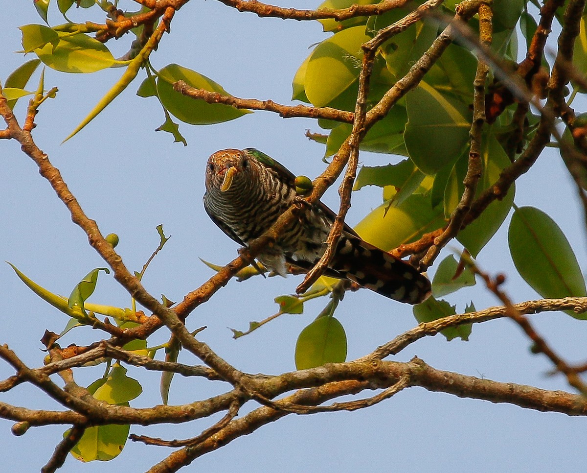 Asian Emerald Cuckoo - ML615487325