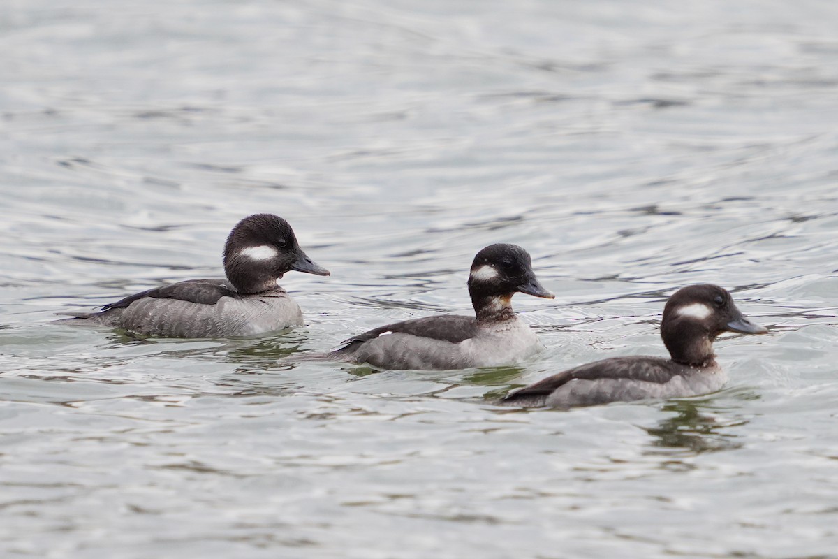 Bufflehead - Tom Lubeck