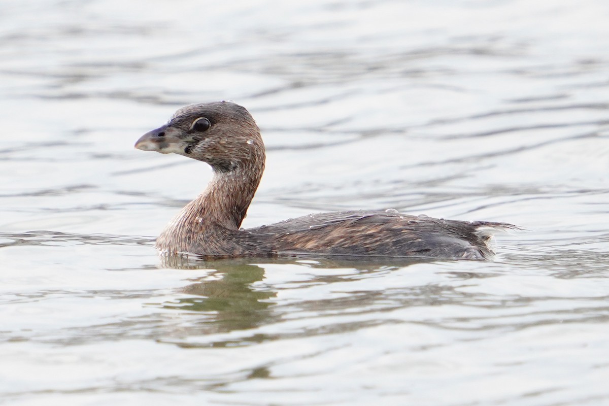 Pied-billed Grebe - Tom Lubeck