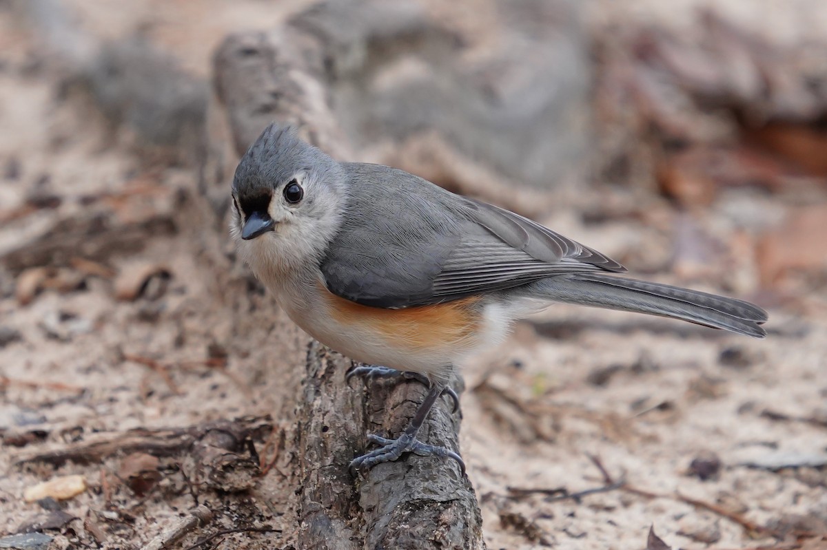 Tufted Titmouse - Tom Lubeck