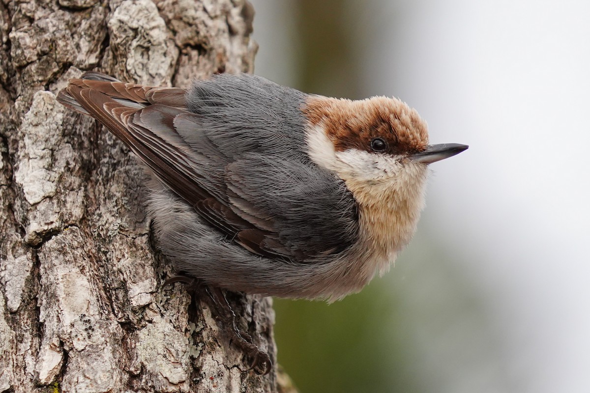 Brown-headed Nuthatch - ML615487353