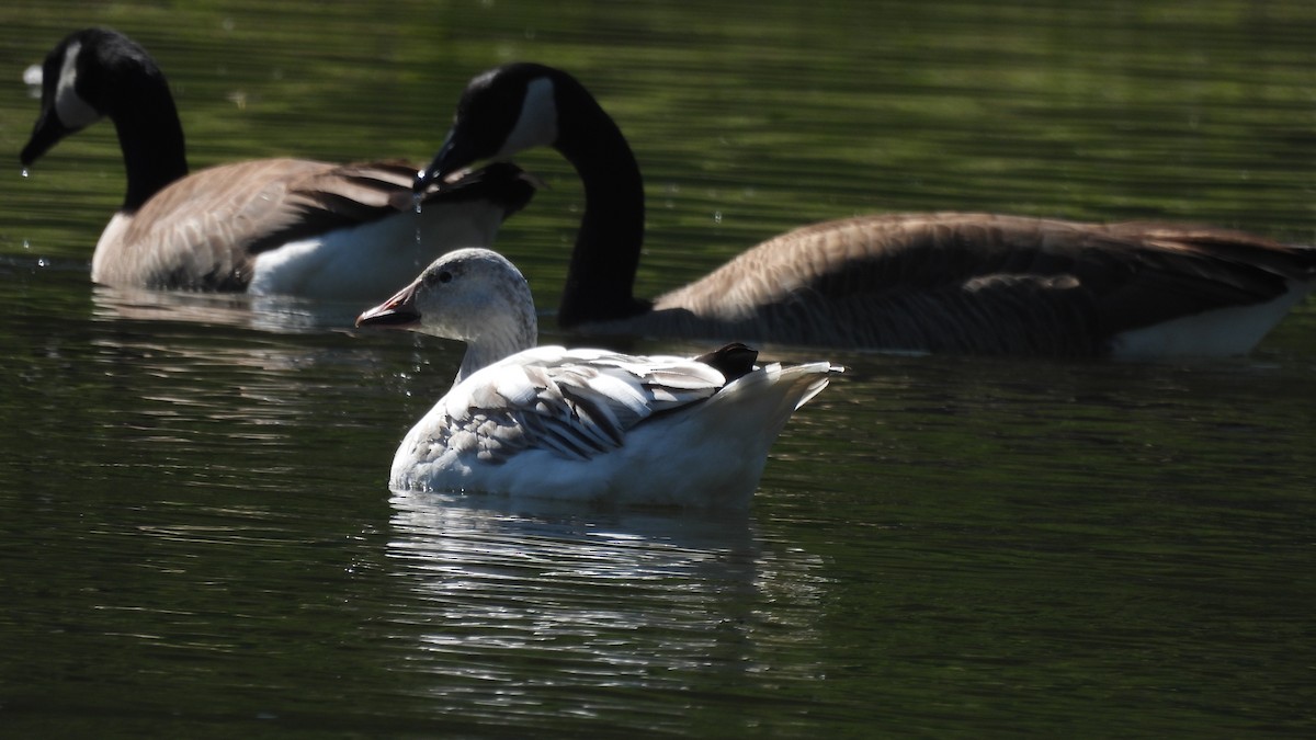 Snow Goose - ML615487363