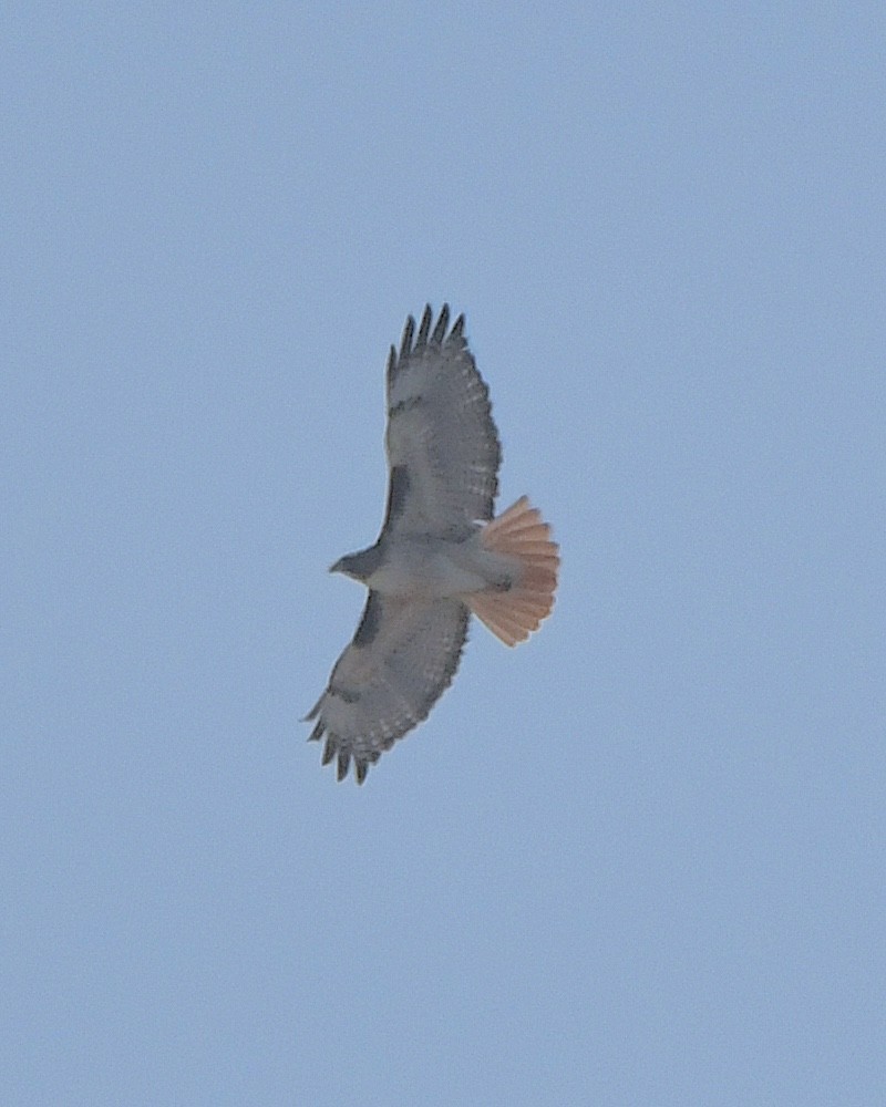 Red-tailed Hawk - ML615487372
