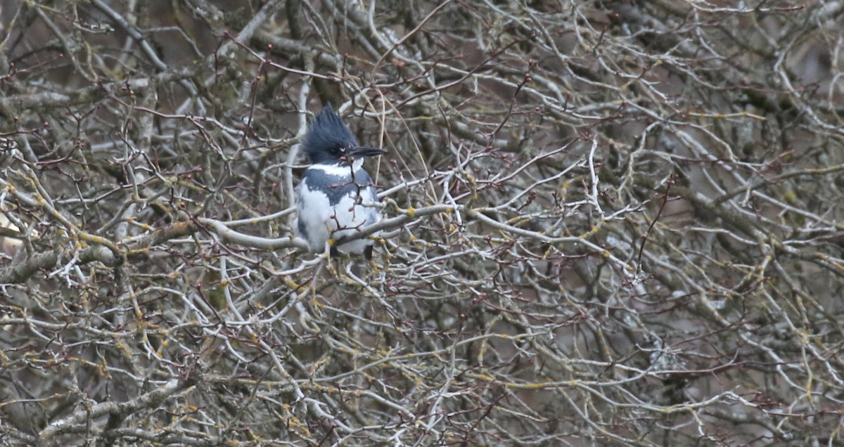 Belted Kingfisher - ML615487400