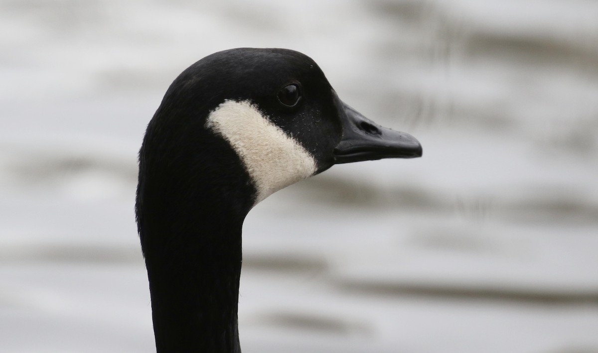 Canada Goose - ML615487403