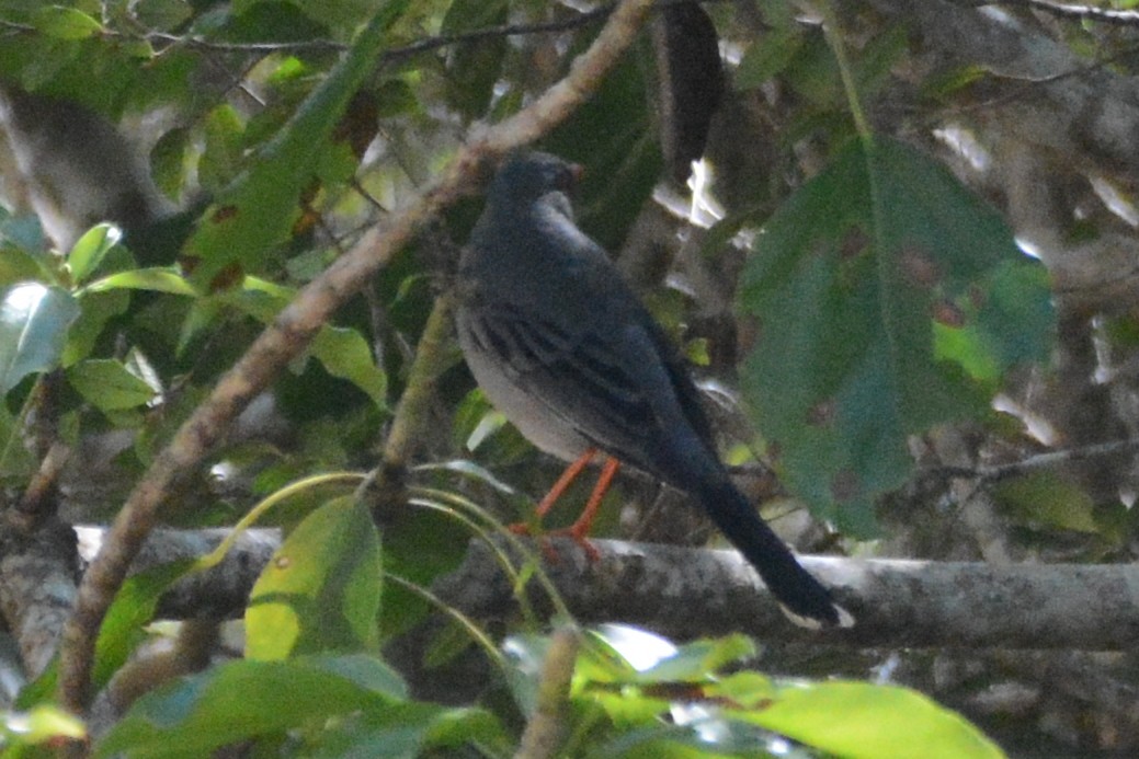 Red-legged Thrush (Antillean) - Cathy Pasterczyk