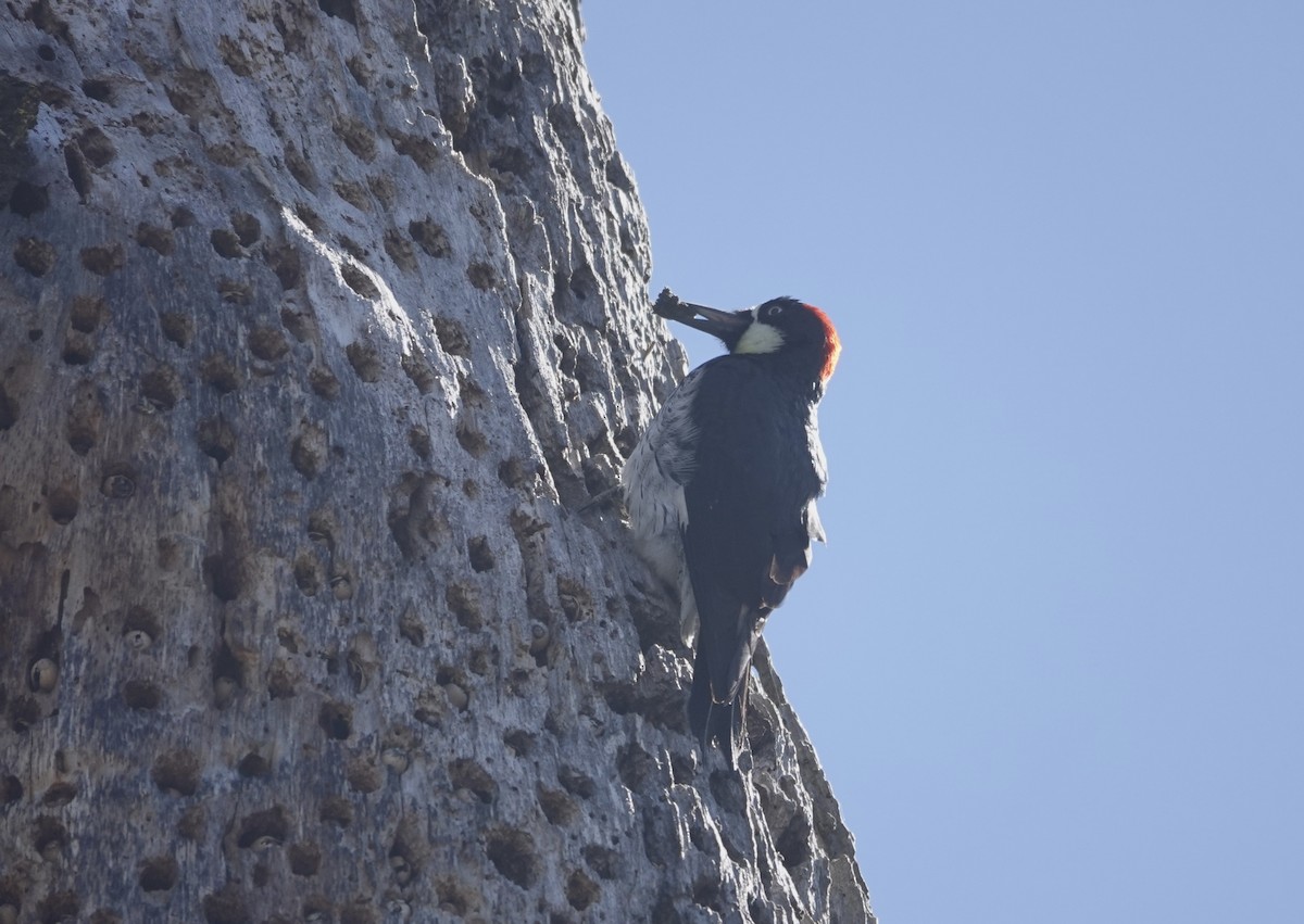 Acorn Woodpecker - Jeannette Bourgoin