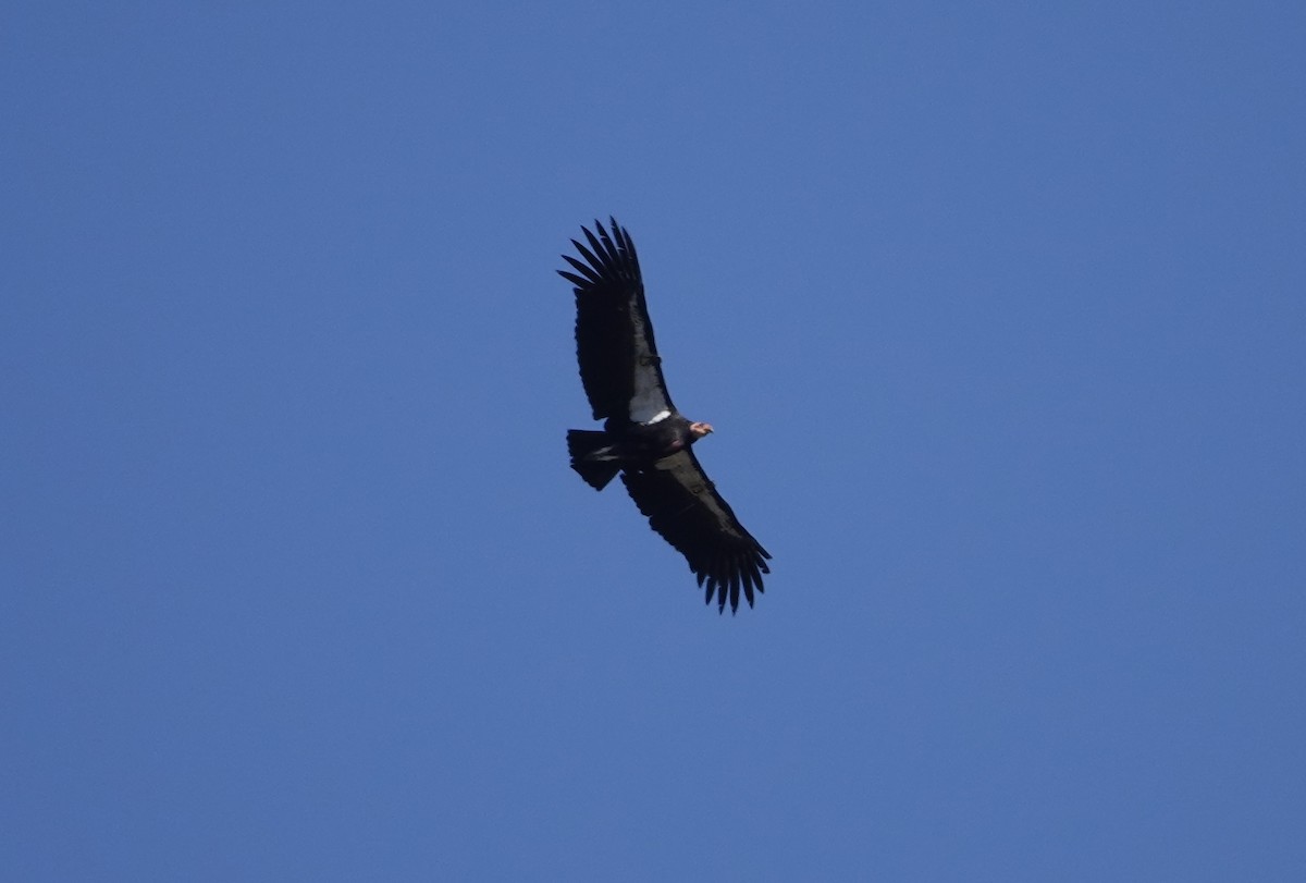 California Condor - ML615487464