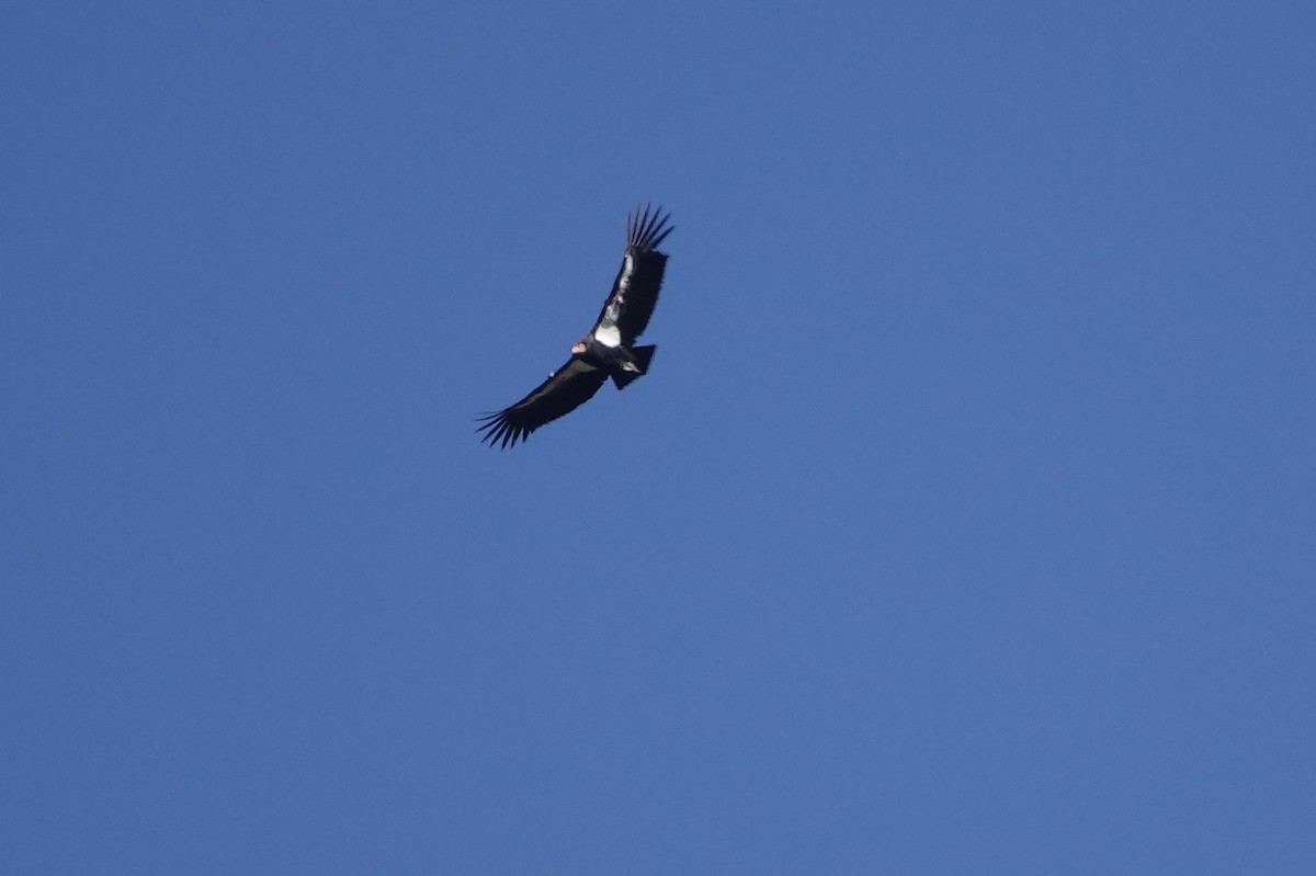 California Condor - ML615487466