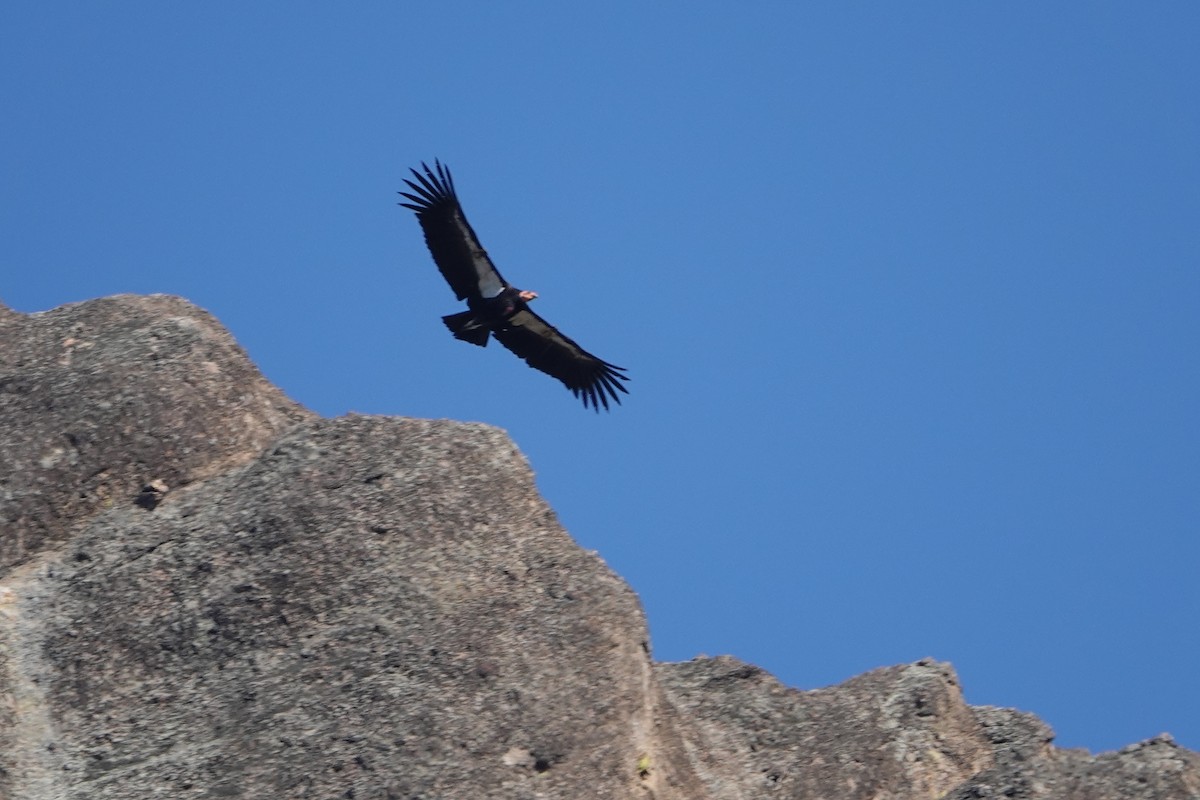 California Condor - ML615487470