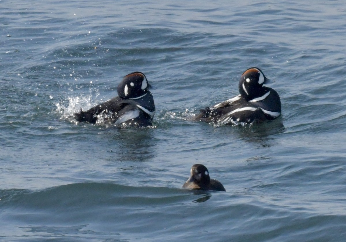 Harlequin Duck - ML615487485