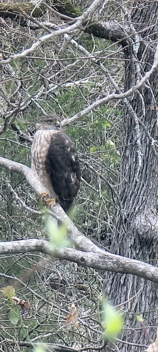 Sharp-shinned Hawk - ML615487495