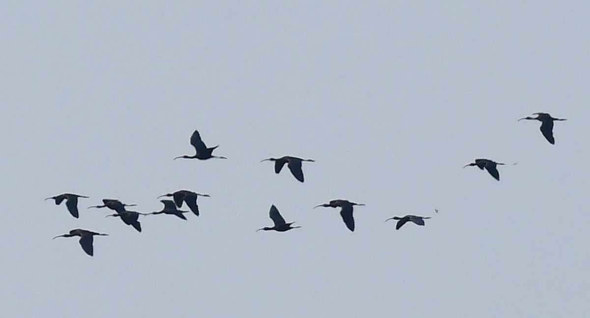 ibis hnědý - ML615487551