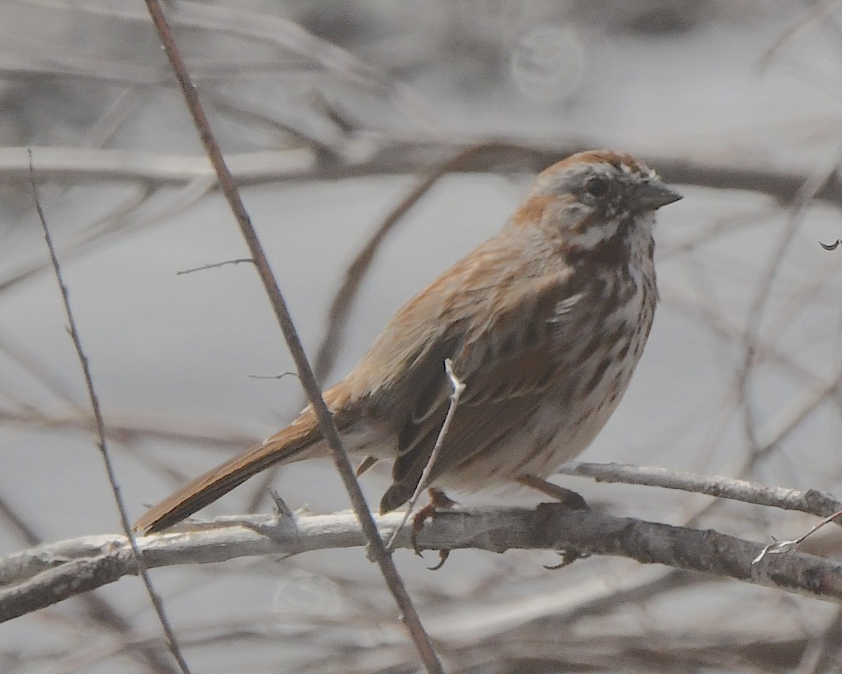 Song Sparrow - ML615487553