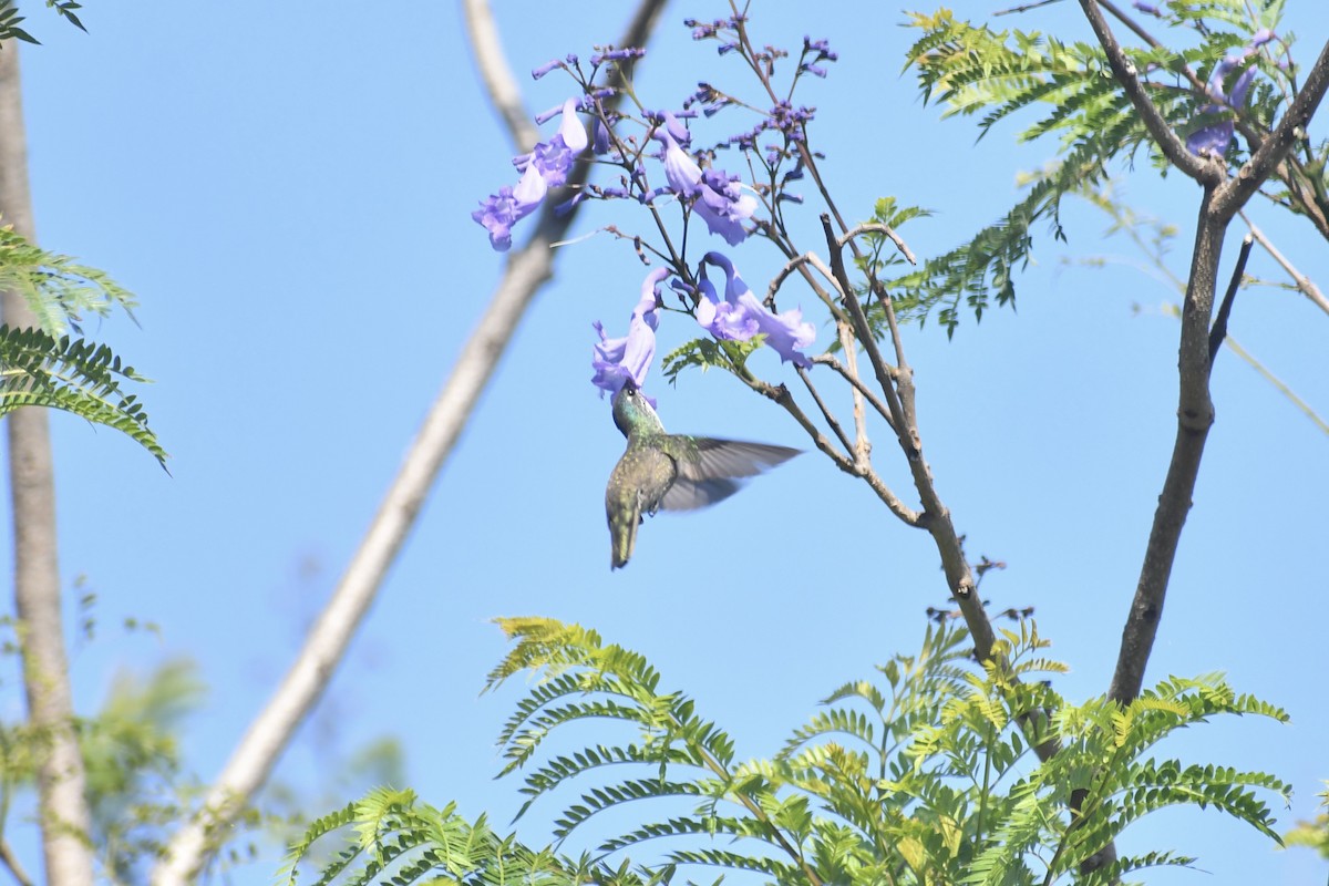 Azure-crowned Hummingbird (Azure-crowned) - Eli Gross