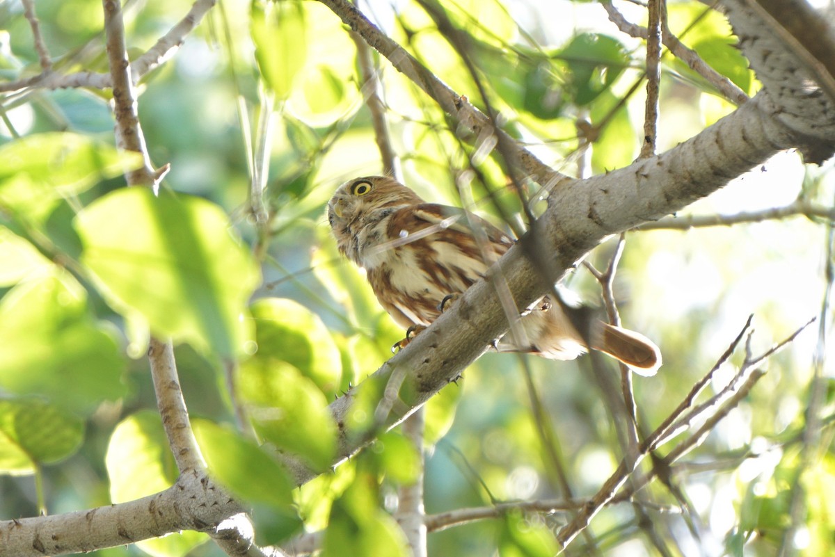 Ferruginous Pygmy-Owl - ML615487619