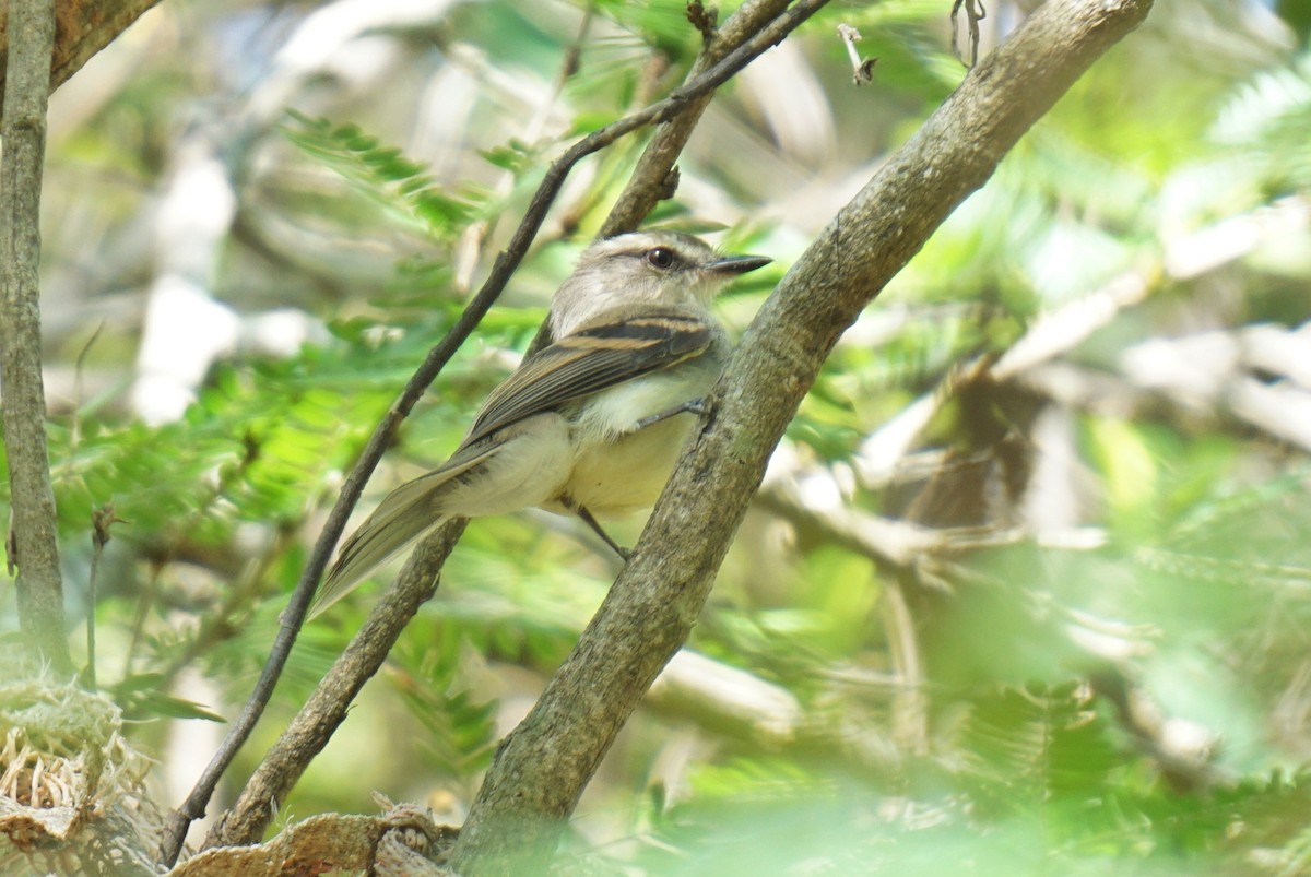 Fuscous Flycatcher - ML615487629