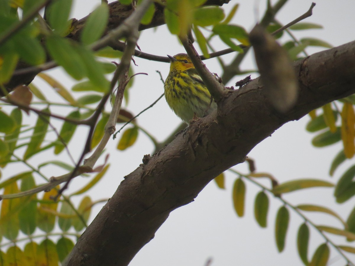 Cape May Warbler - ML615487711